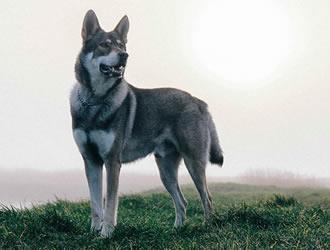 la cuccia del cane